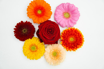 some differently coloured Gerbera flowers lie next to each other on a white base