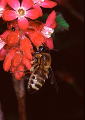 Blood currant, blossom, shrub, Thuringia, Germany, Europe