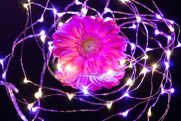 a flower of a pink Gerbera flower lies on a mirror and is surrounded by small LED lights