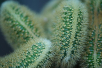 Cactus
