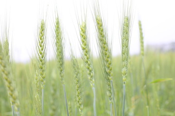 young wheat in agriculture field
