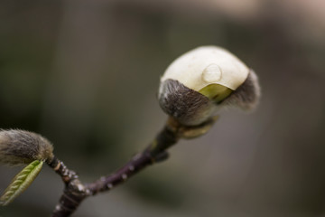 Magnolia bud in soft light on blurred background spring season floral background