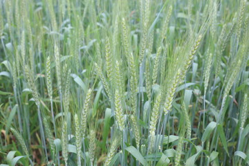 Farmer examining young wheat crop plant in agricultural field