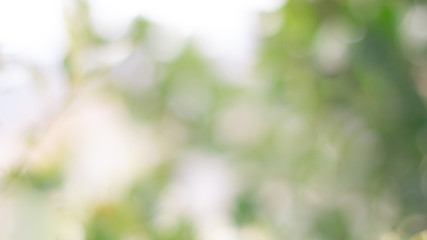Green leaves bokeh. Defocus green leaves background. Ecology spring, summer concept