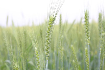 young wheat crops in agricultural field covered