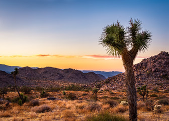 Joshua Tree National Park 