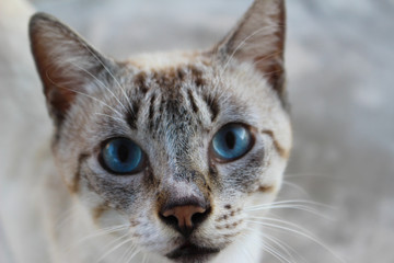Face blue eye cat
