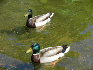 ducks