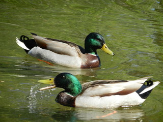 ducks