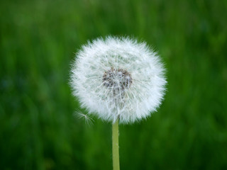 Pusteblume