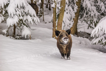 Winter landscape - view of the a wild boar (Sus scrofa) in the winter mountain forest after snowfall, selective focus
