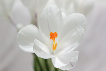 Fototapeta na wymiar White crocuses. Early spring flowers. Macro view.