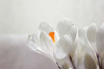 White crocuses. Early spring flowers. Macro view.