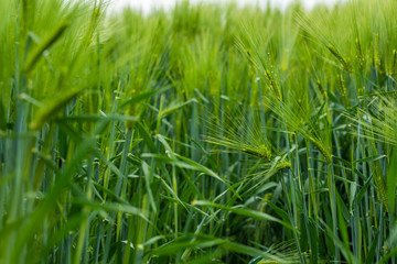 fresh cornfield in sunny spring