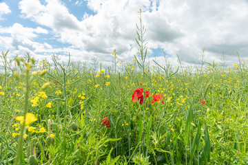 red poppies in green sunny meadow