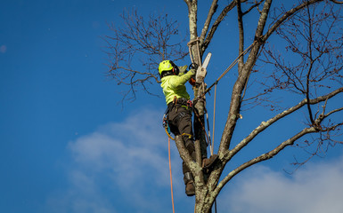 Arborist Lumberjack wearing ropes and harness trims tall birch tree against blue sky dotted with...