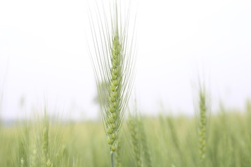 Small Mammals of Wheat Fields and Fallow Wheat