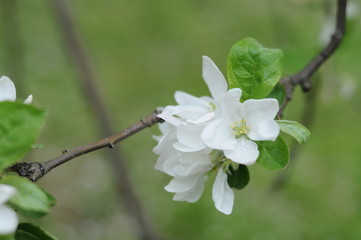 Apple tree branch with white flowers close-up