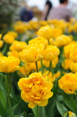 Obraz premium Flowerbed with yellow terry tulips