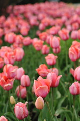 Fototapeta premium Many pink tulips in the flowerbed