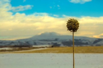 plant on the background of the mountain