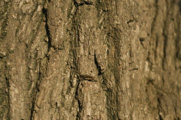 Drinking tea by the lake
