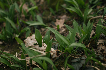 Searching for a wild garlic 