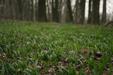 Searching for a wild garlic 