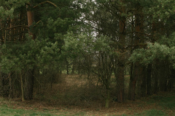 Searching for a wild garlic 