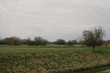 Searching for a wild garlic 