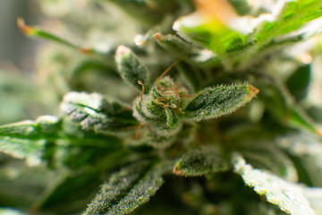 Marijuana bud close up. Sativa Fresh green weed In details. Macro trichomes of cannabis. Indica...