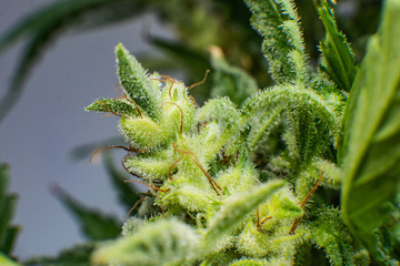 CBD THC in Pot. Marijuana bud close up. Indica flower. Pot green flower. Macro trichomes of...