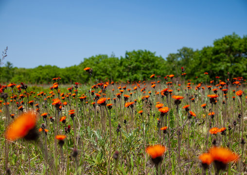 Beautiful blooming summer meadow full of orange  hawk weed hawkweed with green forest and blue sky on the background. 