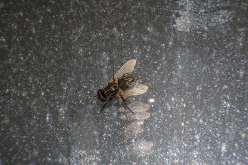 A fly rubbing back legs on a flat surface. A housefly on a glass. Musca domestica. Housefly.