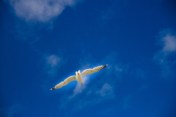 Fototapeta biała mewa piękny ptak lata po niebie nadmorskim obraz