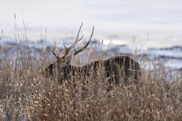 エゾシカ