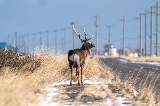 カラハリ砂漠 Images Browse 50 Stock Photos Vectors And Video Adobe Stock カラハリ砂漠 Images Browse 50 Stock Photos Vectors And Video Adobe Stock