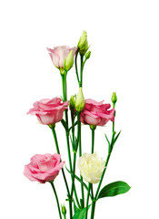 Beautiful eustoma flower isolated on white