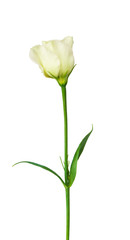 Naklejka na ściany i meble Beautiful eustoma flower isolated on white