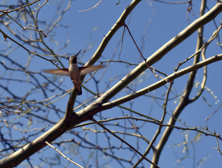 Hummingbird Drinking Tree Sap
