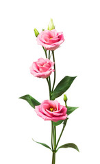 Obraz premium Beautiful eustoma flower isolated on white
