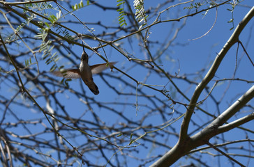 Hummingbird Drinking Tree Sap 2