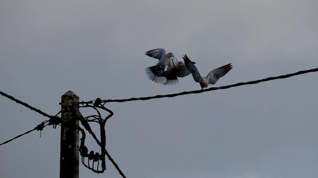 tr&ecirc;s aves pombas a brincarem no fio el&eacute;trico
