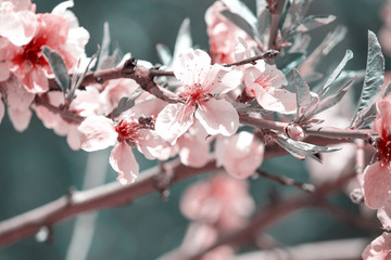 Spring flower landscape. Spring blooming spring flowers against blue sunny sky. White flowers in spring. Spring flower landscape. Place for text