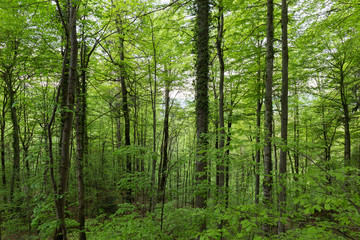 landscape of a dense and lush forest of an intense green