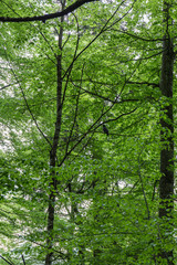 Fototapeta na wymiar black crow perched on a tree branch in a green forest in Germany