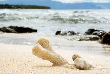 Coral on beach, Beachcomber Island Fiji