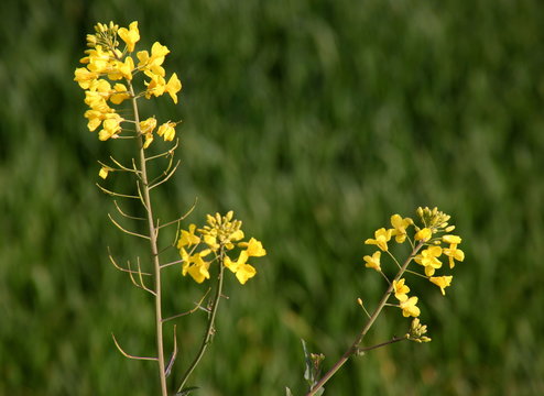 Blooming rapeseed plant ( Brassica napus ) close-up with yellow blossoms on a farm field