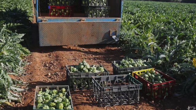 Image of artichokes growing in land and car with harvest, nobody