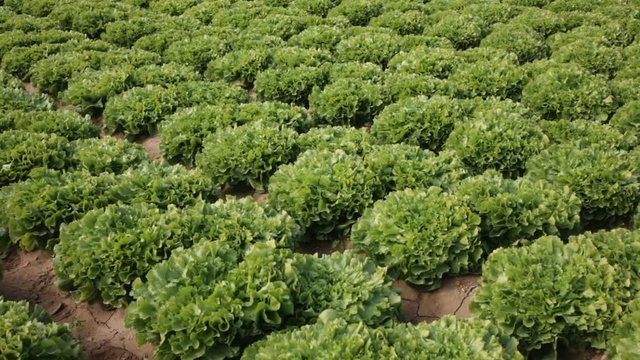Closeup of green escarole (broad-leaved endive) on large plantation in sunny day